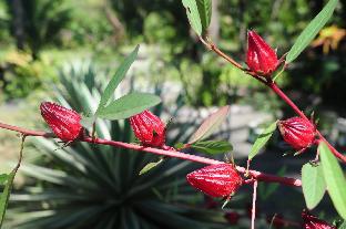 gustavs place silver beach dive resort