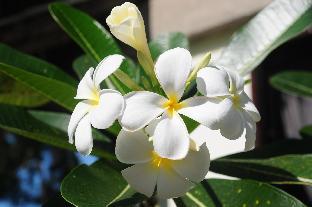 gustavs place silver beach dive resort