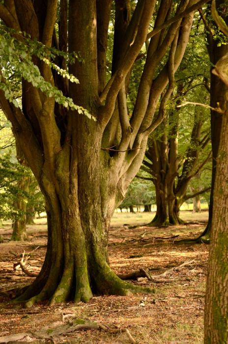 pension hillmers hoff