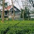 homestay by the tea garden dibrugarh