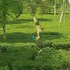 homestay by the tea garden dibrugarh
