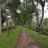 homestay by the tea garden dibrugarh