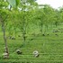 homestay by the tea garden dibrugarh