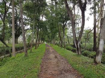 homestay by the tea garden dibrugarh