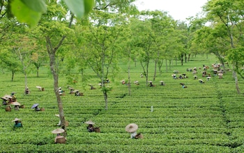homestay by the tea garden dibrugarh
