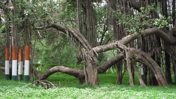 homestay by the tea garden dibrugarh