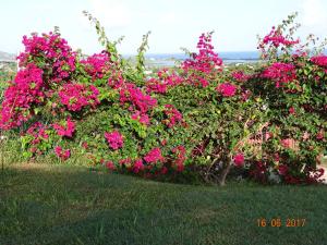 holiday home belvedere