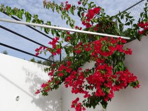 holiday home belvedere