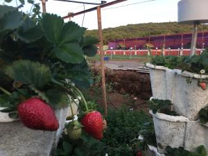 sabas tent and camping