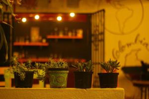 trip monkey hostel