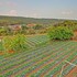 mahabaleshwar