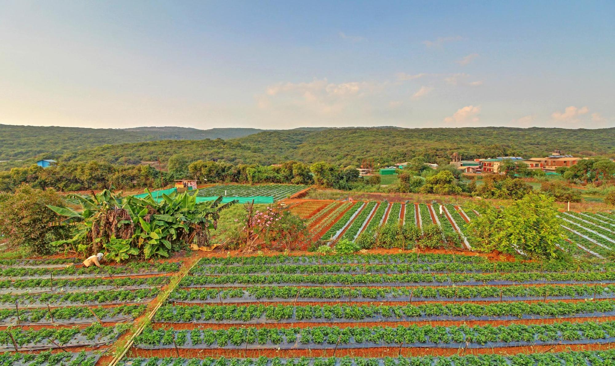 mahabaleshwar