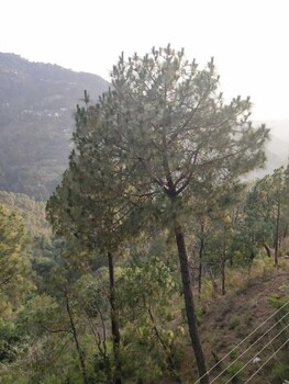 kasauli