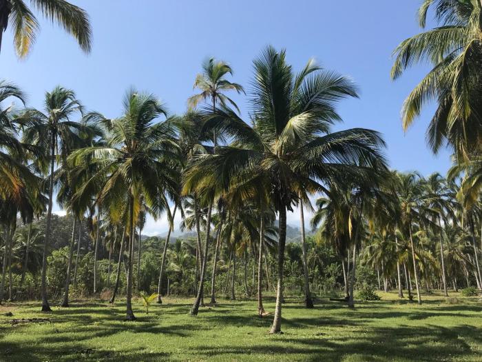 guachaca