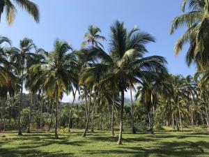 guachaca