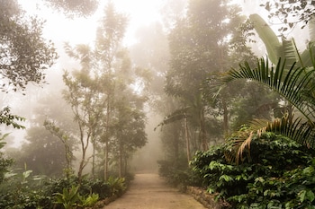 tree of life shambala yercaud