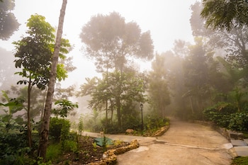 tree of life shambala yercaud