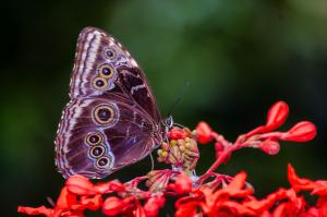 Hotel Heliconia - Monteverde,Puntarenas>>Monteverde,4 star