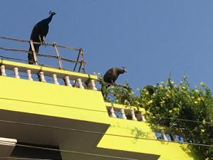 Arunachala Ramana Home,Tiruvannamalai>>Gingee,3 star