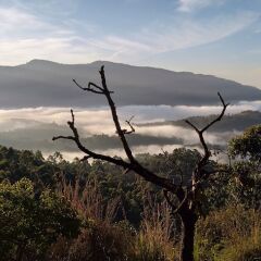 munnar jungle camp