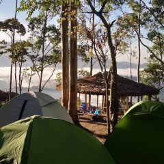 munnar jungle camp