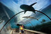 the cove at atlantis