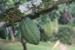 bijagua