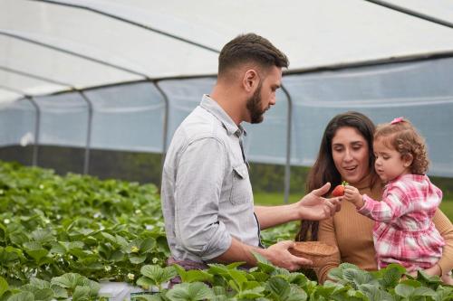 hortensias chalets vara blanca