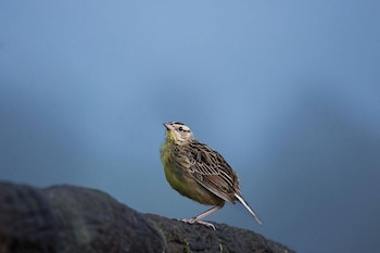 hortensias chalets vara blanca