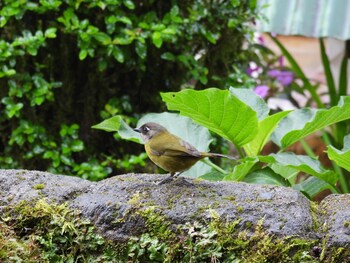 hortensias chalets vara blanca