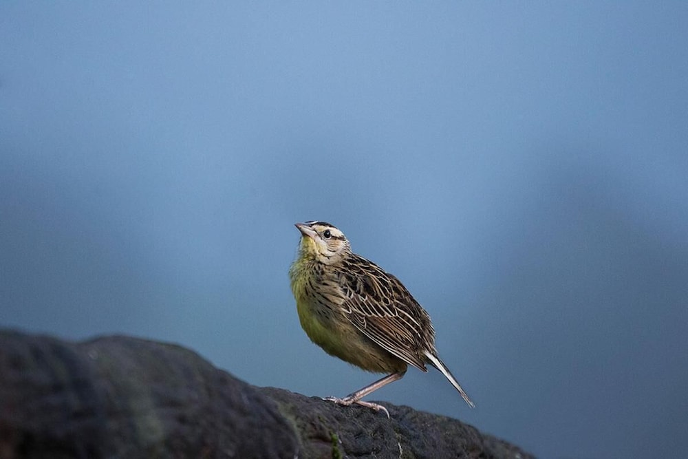 hortensias chalets vara blanca