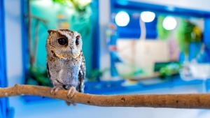 little mermaid hotel ishigakijima