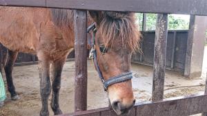 little mermaid hotel ishigakijima