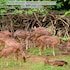 bhubaneshwar