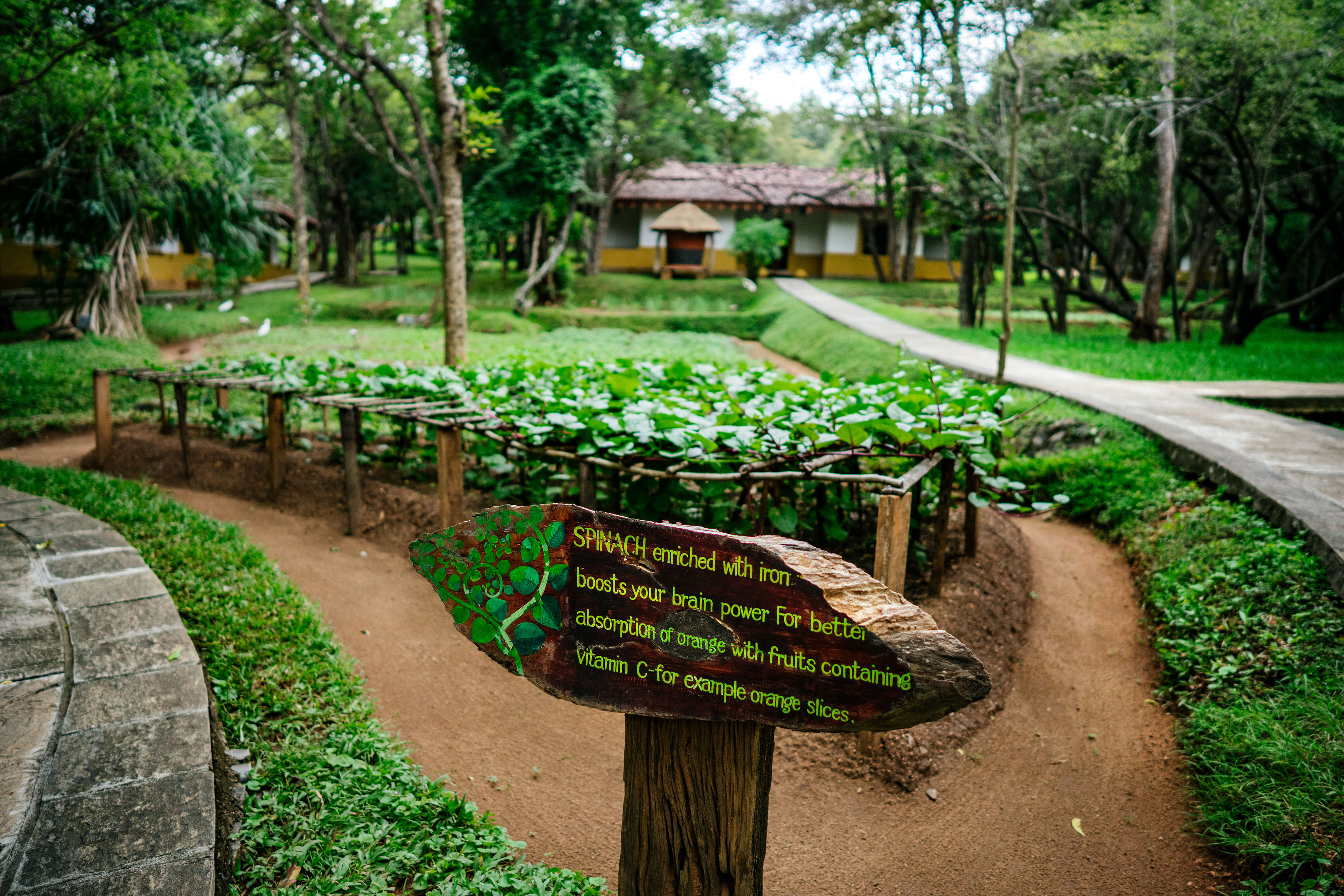amaya lake dambulla