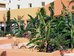 african queen hammamet