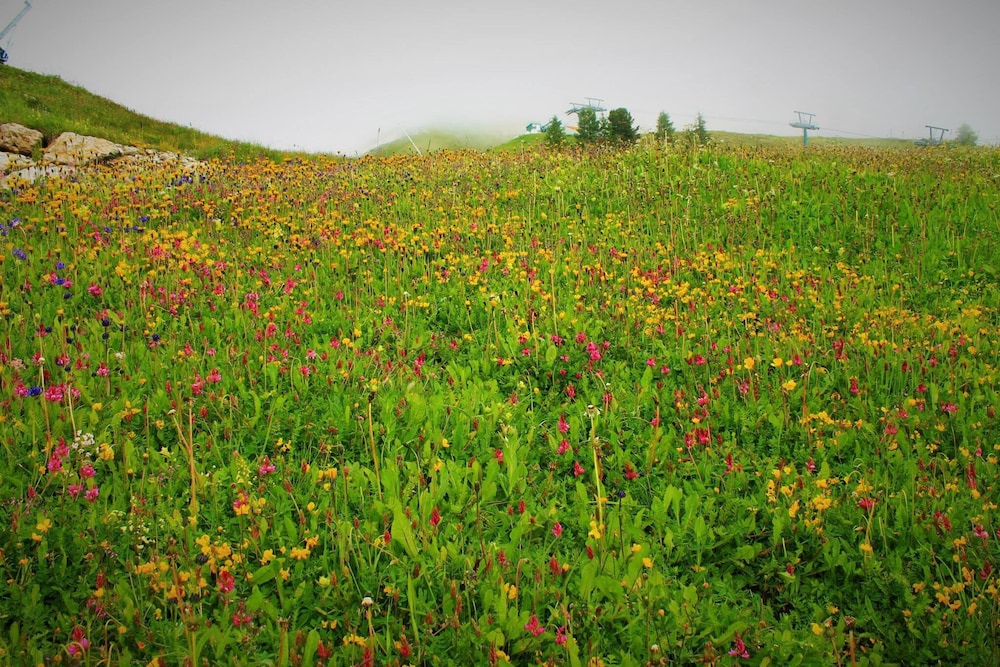 selva di val gardena