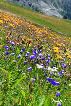 selva di val gardena