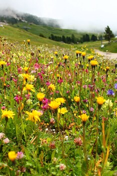 selva di val gardena