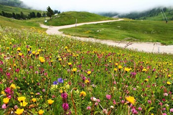 selva di val gardena