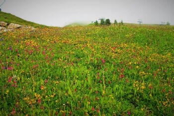 selva di val gardena