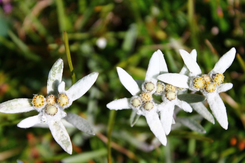 selva di val gardena