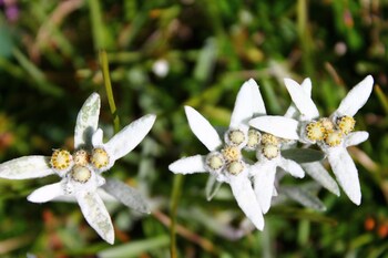 selva di val gardena