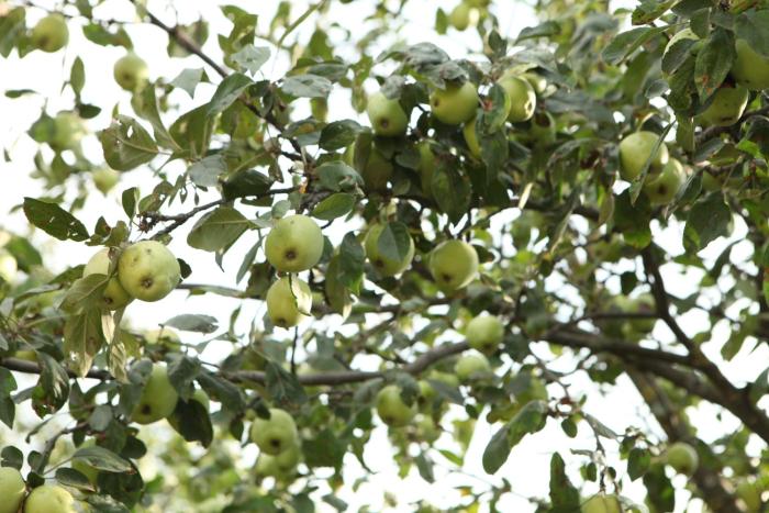 guest house dilijan orran