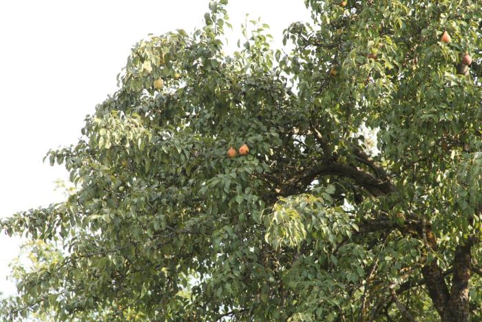 guest house dilijan orran