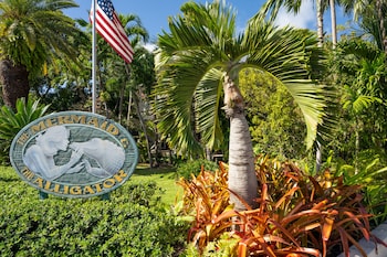 the mermaid and alligator