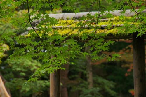 nikko