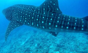 guraidhoo