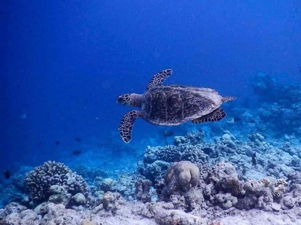 guraidhoo