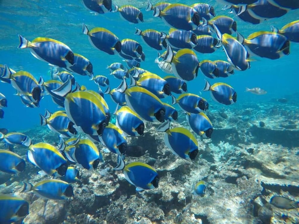 guraidhoo
